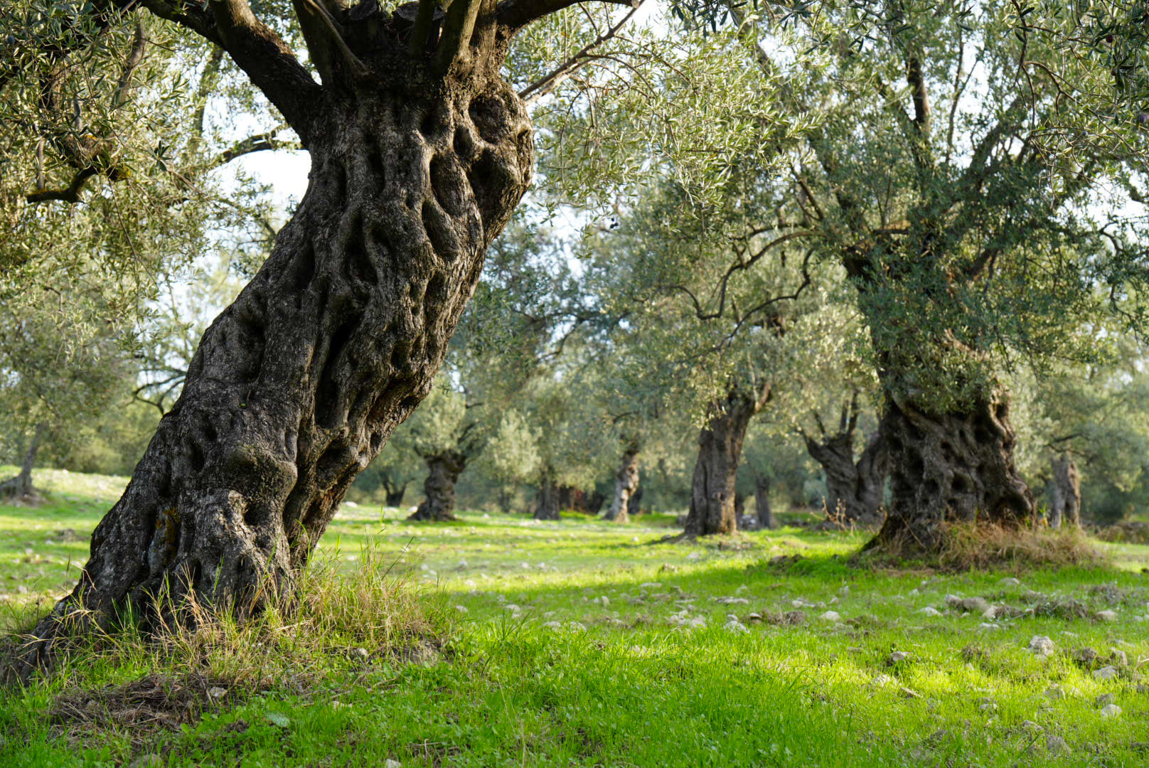 Ayvaco Extra Virgin Olive Oil | Single Origin Family Owned
