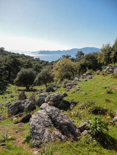 West Coast of Turkey with olive trees