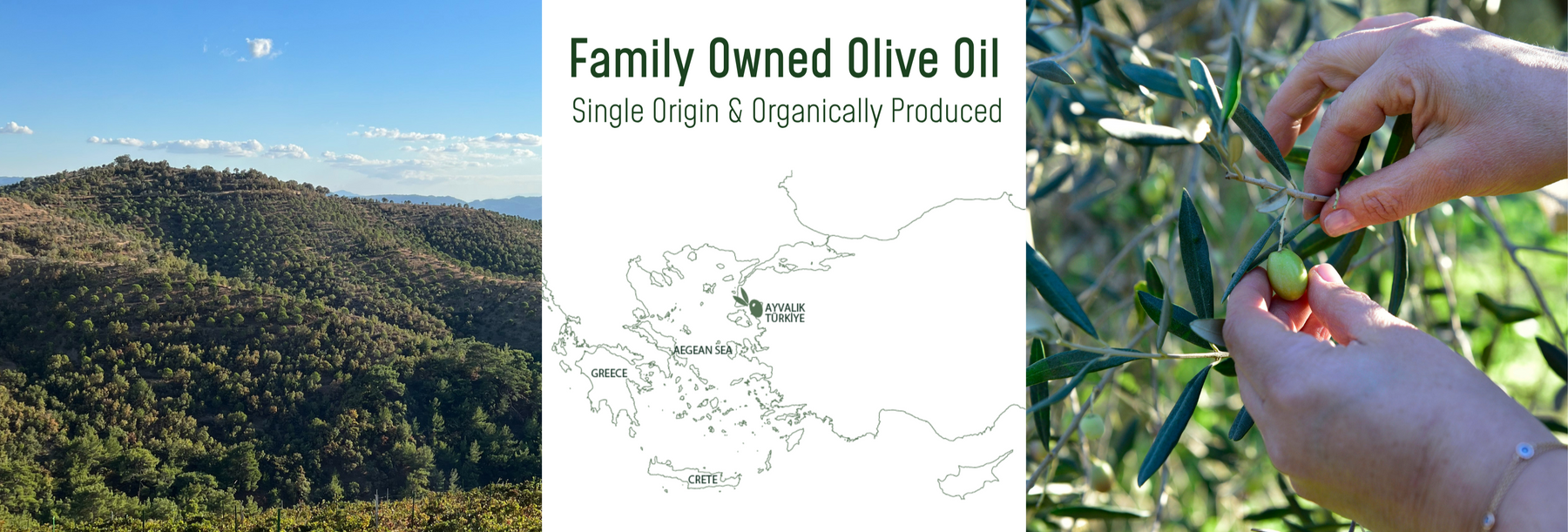 organic olive oil